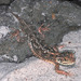 (Dwarf) Turnip Tail Agama - Photo (c) Paul Freed, all rights reserved, uploaded by Paul Freed