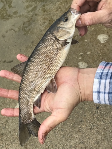Tui Chub