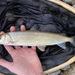Mountain Whitefish - Photo (c) B.C. angler, all rights reserved, uploaded by B.C. angler