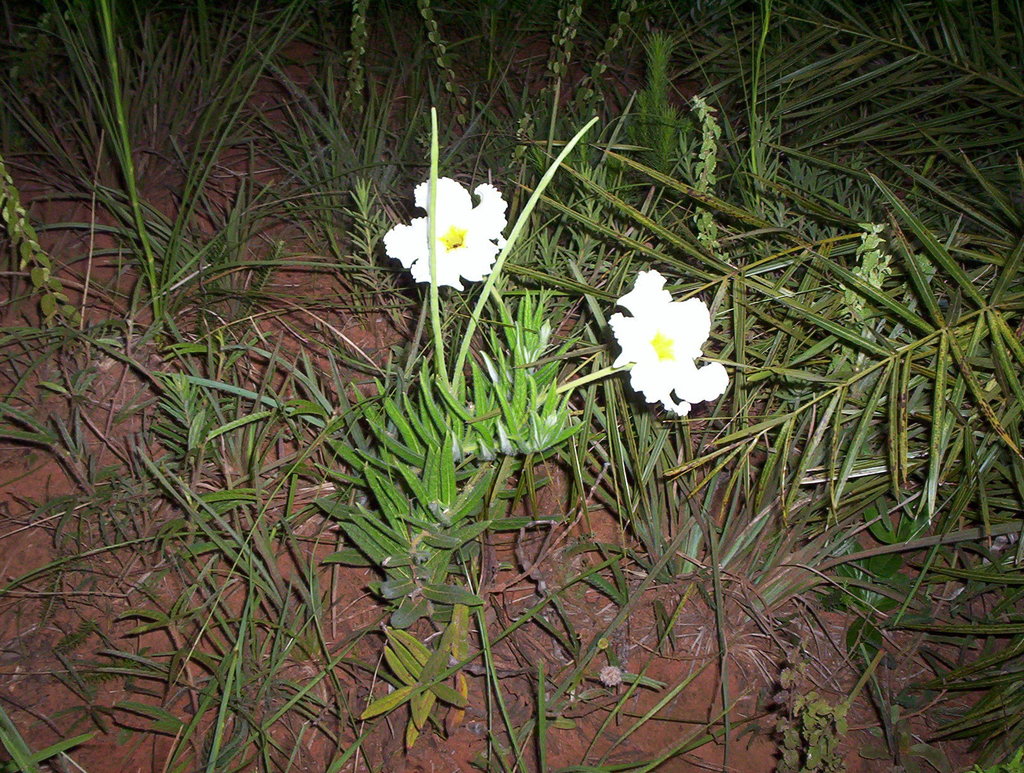 Mandevilla