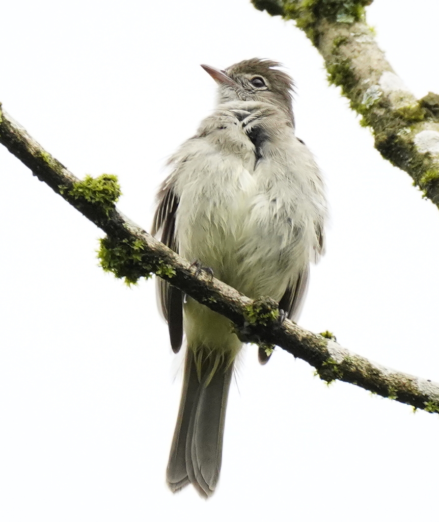 Coopmans's Elaenia photo