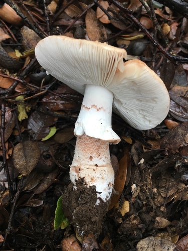 Blushing Bride Amanita