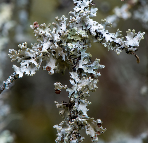 Powdered Loop Lichen