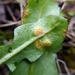 Puccinia dioicae silvatica - Photo (c) Milos Gajic, all rights reserved, uploaded by Milos Gajic