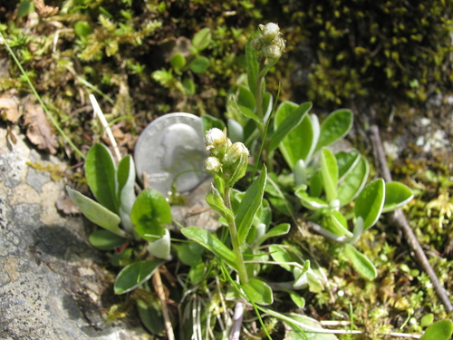 Antennaria howellii ssp. howellii