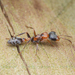 Graceful Twig Ant - Photo (c) Clarence Holmes, all rights reserved, uploaded by Clarence Holmes