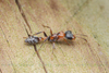Hormiga Ramita Mexicana - Photo (c) Clarence Holmes, todos los derechos reservados, subido por Clarence Holmes
