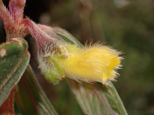 Glossoloma martinianum