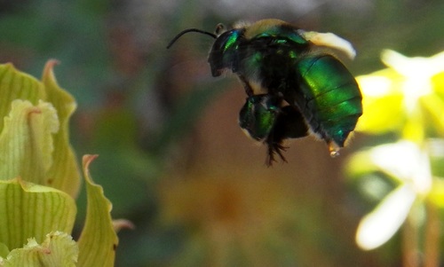 Oliver's Orchid Bee (Eufriesea oliveri) · iNaturalist