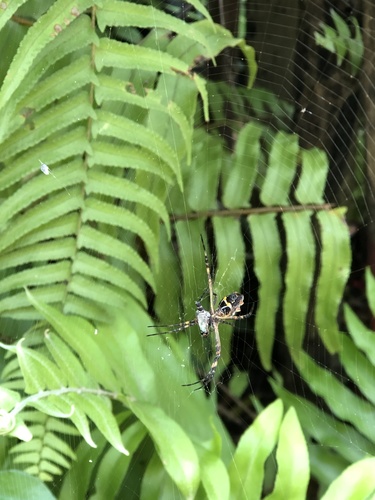 Silver Garden Orbweaver