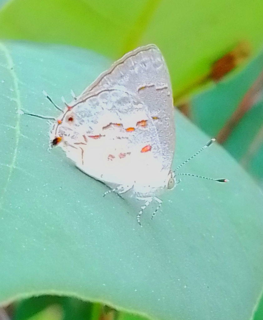 eumaeina-from-calle-20-on-april-04-2022-at-05-20-pm-by-lucero-colli