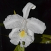 Sobralia liliastrum - Photo (c) Vagner Rebouças, all rights reserved, uploaded by Vagner Rebouças