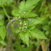 Osmorhiza purpurea - Photo (c) Evergreengirl Garden, todos os direitos reservados, uploaded by Evergreengirl Garden