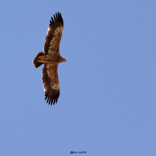 Steppe Eagle