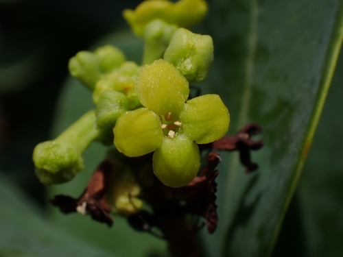 How to identify Wikstroemia indica (L.) C.A.Mey.