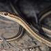 Fork-marked Sand Snake - Photo (c) Toby Hibbitts, all rights reserved