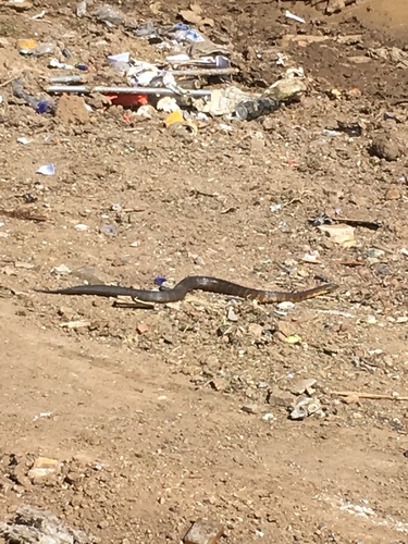 Tiger Snake sighting