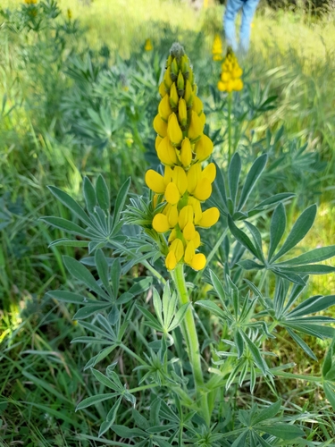 European yellow lupine