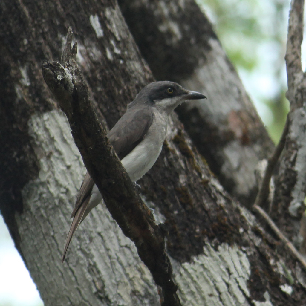 Malabar Woodshrike photo