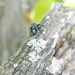 photo of Bold Jumping Spider (Phidippus audax)