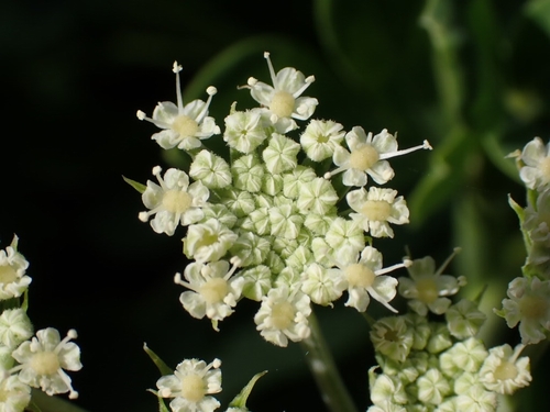 Peucedanum japonicum Thunb.