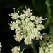 Coastal Hog Fennel - Photo (c) yongzhe, all rights reserved, uploaded by yongzhe