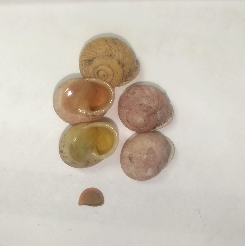 Waldemaria japonica · iNaturalist