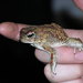 Penton's Toad - Photo (c) rlongair, all rights reserved