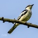 Pied Triller - Photo (c) ingomoench, all rights reserved