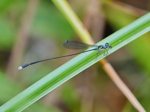 Sangabasis braulitae