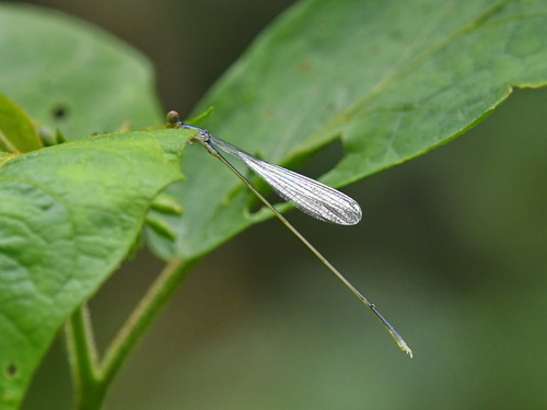 Sangabasis braulitae