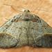 Perissopteryx nigricomata - Photo (c) Peter Hoell, όλα τα δικαιώματα διατηρούνται, uploaded by Peter Hoell