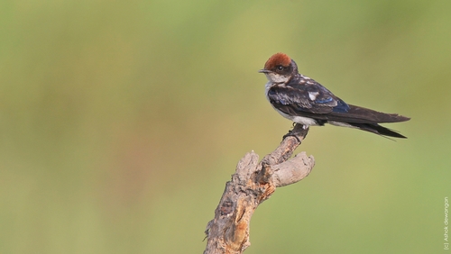Wire-tailed Swallow