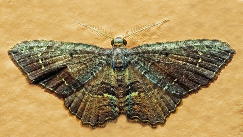 Eois encina