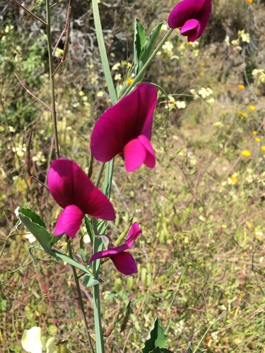 Tangier Pea