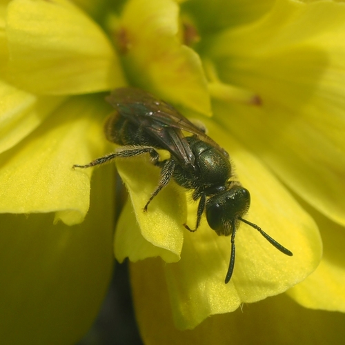 Lasioglossum wollastoni