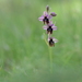 Ophrys × inzengae - Photo (c) Luigi Torino, todos los derechos reservados, subido por Luigi Torino