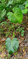 Philodendron verrucosum image