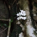 Phalaenopsis aphrodite formosana - Photo (c) yongzhe, todos los derechos reservados, uploaded by yongzhe