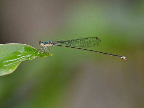 Sangabasis braulitae