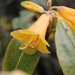 Rhododendron cinnabarinum - Photo (c) Tenzin DENDUP, todos los derechos reservados, subido por Tenzin DENDUP