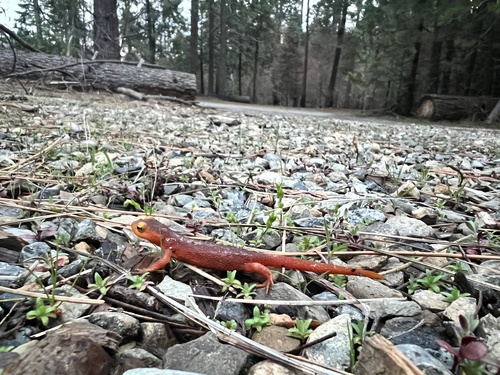 iNaturalist observation photo of Sierra Newt