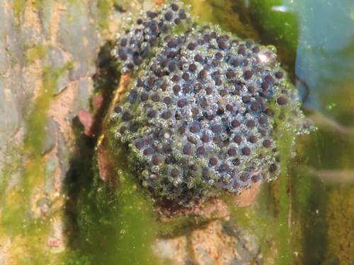 Foothill Yellow-legged Frog