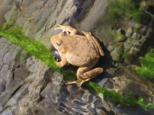Foothill Yellow-legged Frog