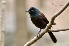 Common Grackle - Photo (c) Dimitris Salas, all rights reserved, uploaded by Dimitris Salas