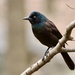 Common Grackle - Photo (c) Dimitris Salas, all rights reserved, uploaded by Dimitris Salas