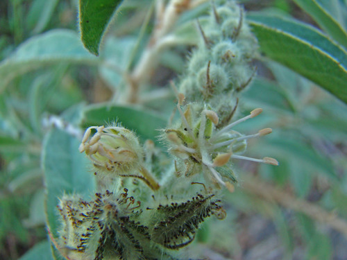 Croton serratifolius