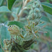 Croton serratifolius - Photo (c) Eulogia Lopez, todos los derechos reservados, uploaded by Eulogia Lopez