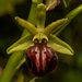 Ophrys sphegodes grammica - Photo (c) Christos Kazilas, todos los derechos reservados, subido por Christos Kazilas