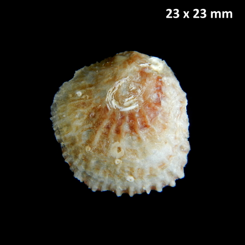 Pododesmus patelliformis